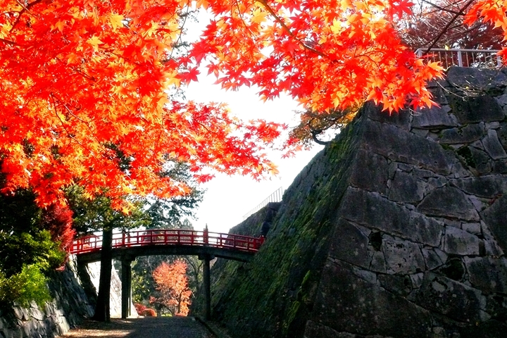 盛岡城跡公園」擁有迷人的秋日楓光，能欣賞紅葉、朱紅橋樑與城牆石垣共舞。　圖：岩手縣、向日遊顧問有限公司／來源