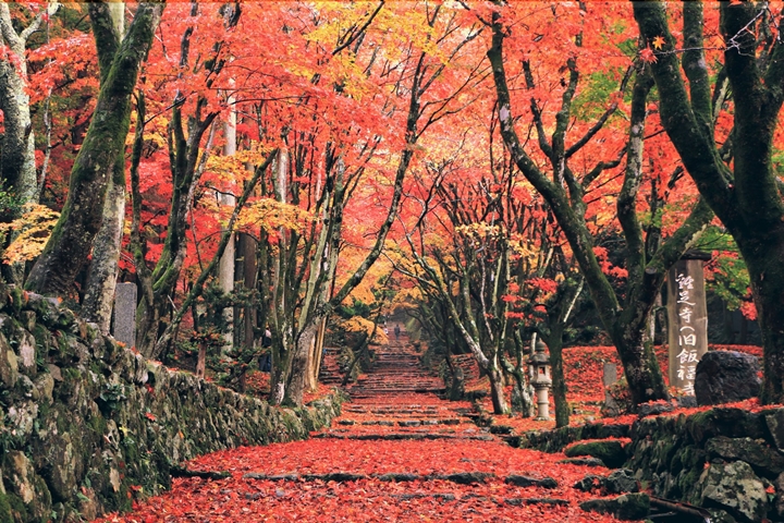▲長濱市雞足寺。　圖：琵琶湖・近江路觀光圈活性化協議會／提供