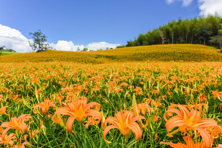 花TIME！四季花卉來報時 花蓮太平洋公園百花齊放