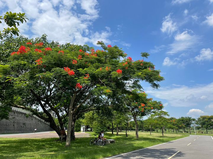 ▲騎著腳踏車來河濱公園，在鳳凰木下乘涼休息。　圖：新北市政府水利局／提供