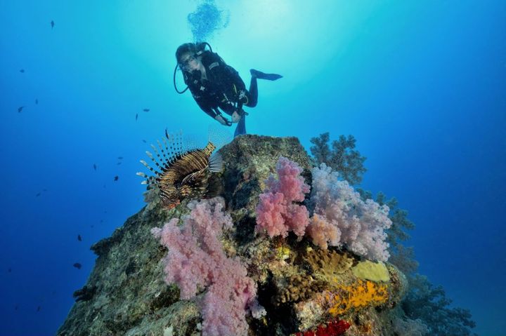 ▲模里西斯的海底世界繽紛澄淨。　圖：Mauritius Tourism Promotion Authority／提供