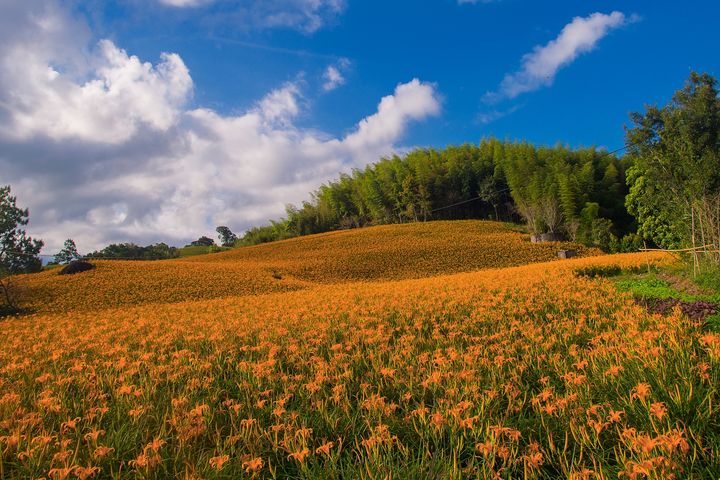 此刻的赤科山，由盛放的金針花打造金色花毯的美景。　圖：玉溪地區農會／提供
