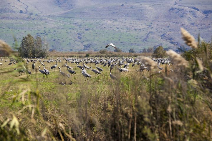 ▲阿加蒙－胡拉谷自然鳥類公園是世界上重要的鳥類遷移路線之一。　圖：The Israel Ministry of Tourism／提供