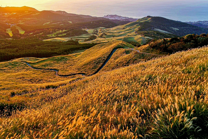 搭配夕陽點綴，稻取細野高原的芒草山坡呈現迷人金黃色澤。　圖：東伊豆町觀光協會／來源