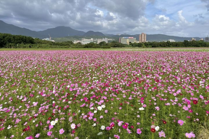 關渡花海大片波斯菊美景賞心悅目。　圖：臺北市政府工務局／提供