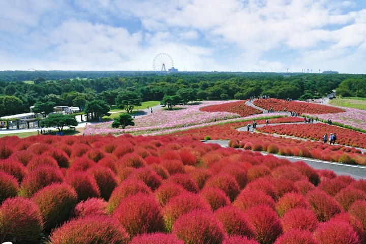 「國營常陸海濱公園」為日本關東知名花卉景點，春季以粉蝶花夢幻美景聞名，秋季則不可錯過千變萬化的掃帚草大軍。　圖：國營常陸海濱公園／來源