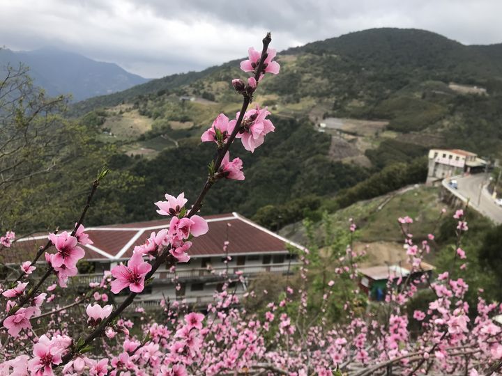 ▲每年2、3月是北橫的桃花季，可以欣賞到櫻花之外的嬌嫩之美。　圖：桃園市觀光旅遊局／提供