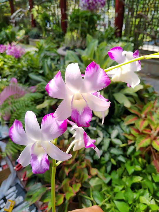 ▲潑墨花色的秋石斛蘭-粉潑品種。　圖：臺北市政府工務局／提供