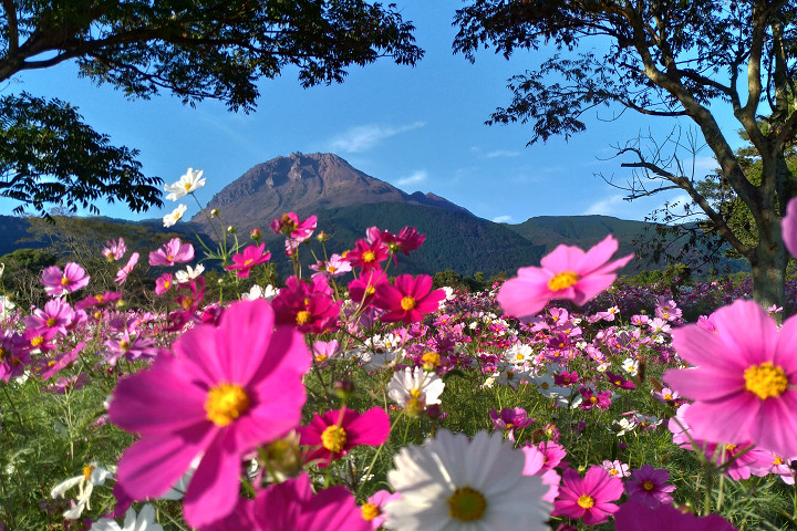 ▲島原火張山花公園的腹地遼闊，花海景象壯觀。　圖：島原觀光局／提供