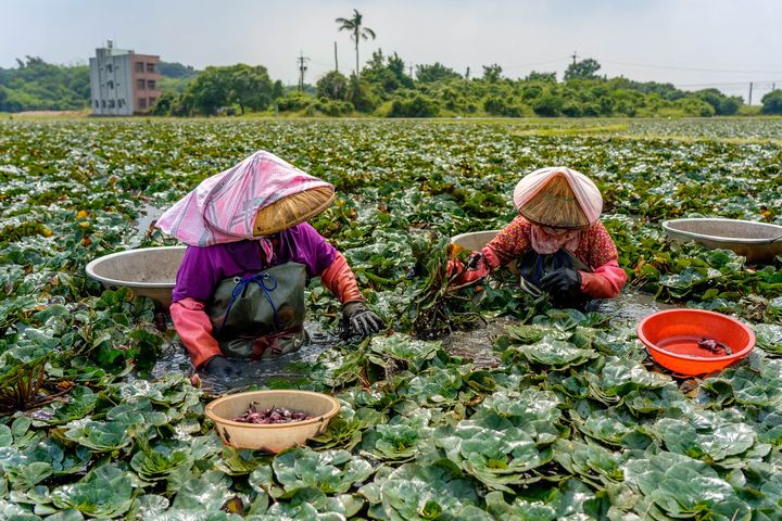 ▲官田－採菱角。　圖：西拉雅風管處／提供