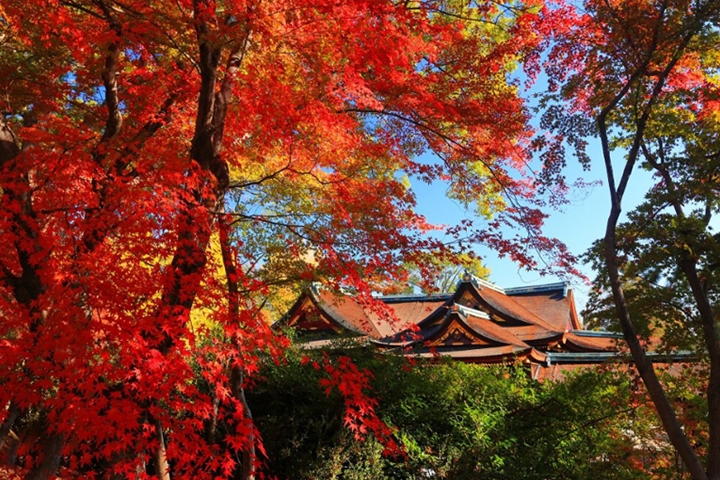 京都紅葉超夯景點北野天滿宮 11月梅酒祭同步登場
