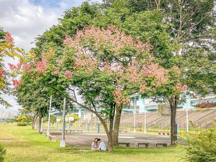 ▲土城城林橋下河濱公園台灣欒樹結實纍纍。　圖：新北市政府水利局／提供