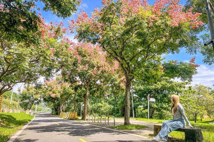 粉色蒴果、黃色花朵及濃綠枝葉相間的繽紛色彩映入眼簾。　圖：新北市政府水利局／提供