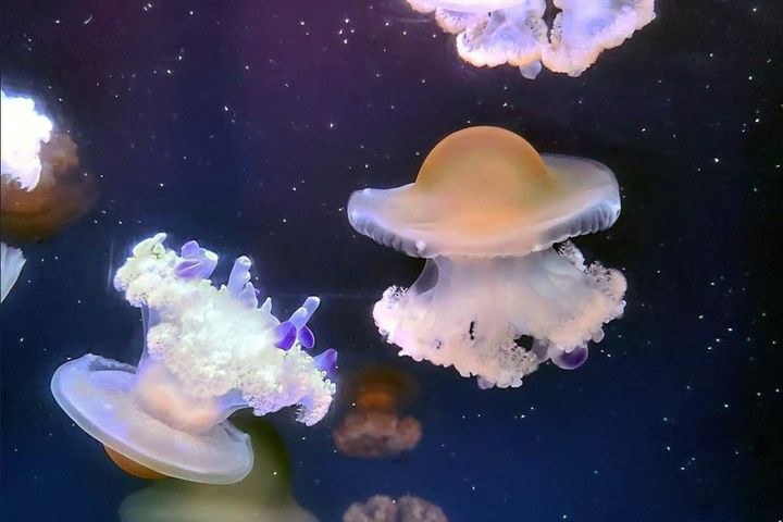 「世界水母日」夜宿活動 期間限定「荷包蛋水母」超療癒登場