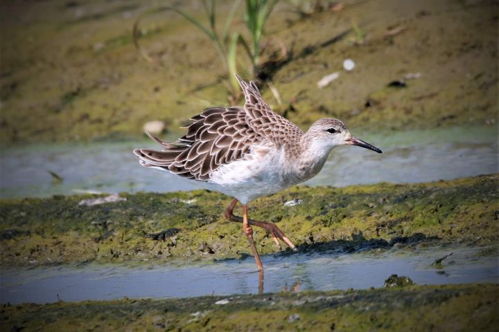 流蘇鷸。　圖：臺灣野鳥保育協會-理事黃蜀婷／提供