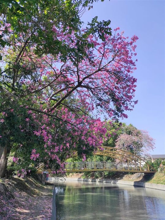 ▲北斗河濱公園美人樹。　圖：彰化縣政府城市暨觀光發展處／提供