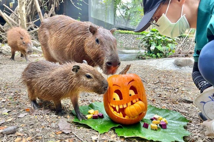 和壽山動物園水豚君一起參加「動物變裝派對」 本週末扮裝享免費入園