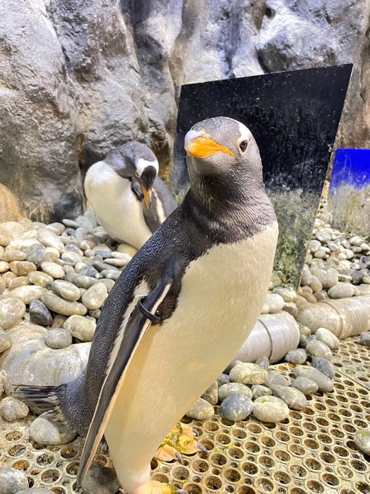 ▲去年單身應援團應援團獲得最高票得巴布亞企鵝「小乖」。　圖：國立海洋生物博物館／提供
