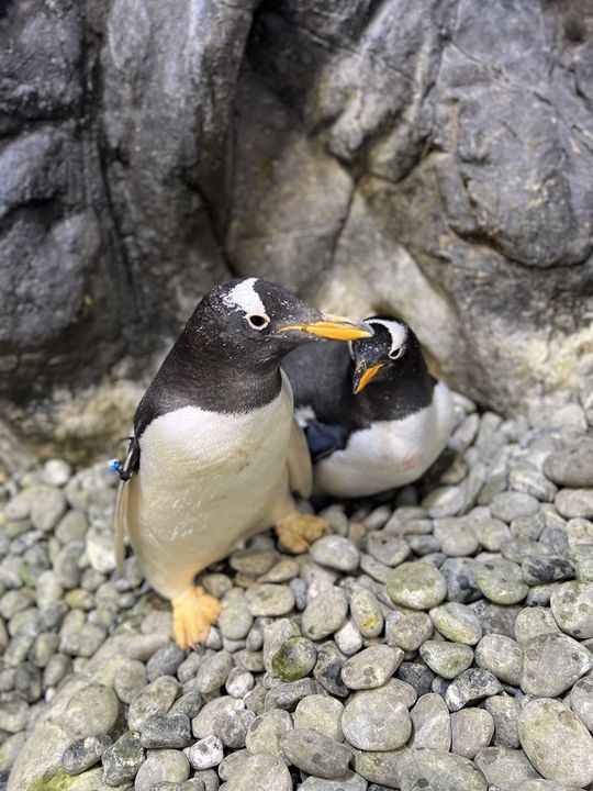 ▲企鵝繁殖季缸內總是充滿甜蜜氛圍。　圖：國立海洋生物博物館／提供