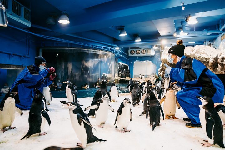 ▲「我與企鵝的0.1毫米」活動體驗被企鵝團團包圍的感受。　圖：國立海洋生物博物館／提供