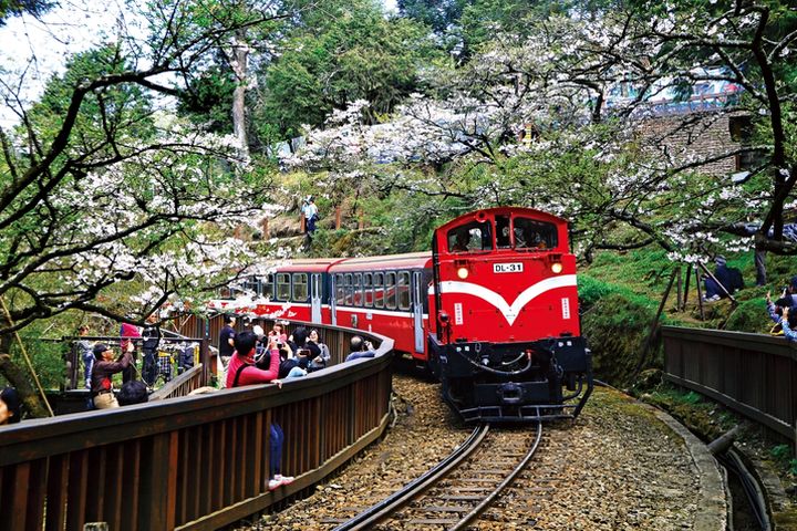 阿里山森林遊樂區一年四季美景紛呈。　圖：林業保育署／提供 