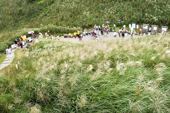 秋日浪漫踏青，相約2023草嶺古道芒花季。　圖：東北角及宜蘭海岸國家風景區管理處／提供