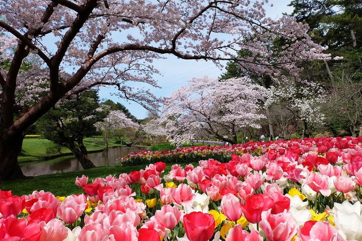 濱松花卉公園能同時觀賞櫻花和鬱金香盛開的美景。　圖：靜岡縣駐台辦事處／提供