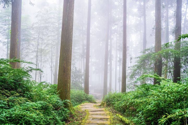 ▲石棹步道群－雲之道。　圖：嘉義縣政府文化觀光局／提供