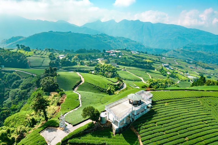 茶園步道正當紅！「嘉義行旅．覓茶香」短影音流量破百萬