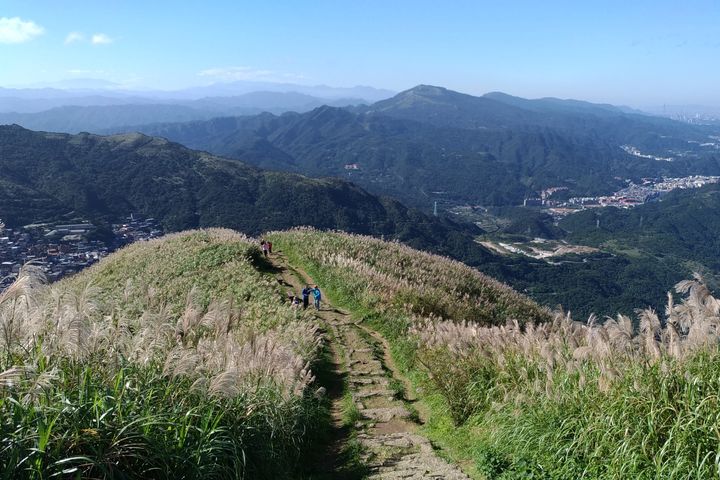 捕捉浪漫秋日之旅 九份山城芒花紛飛