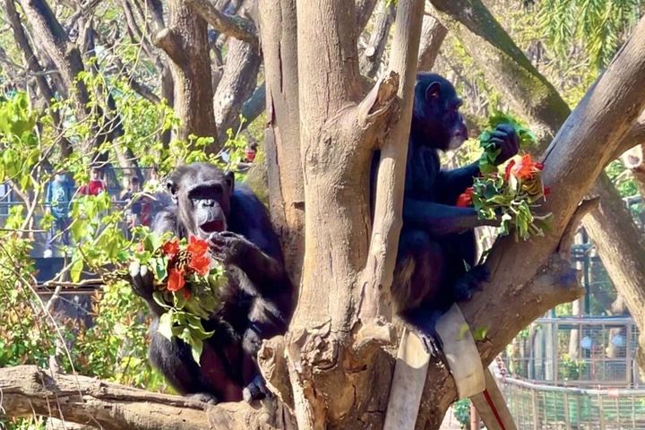 黑猩猩「美珍」和「曼華」在樹梢享用特製火焰木花束。　圖：高雄市政府觀光局／提供