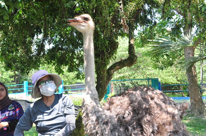 ▲波德申鴕鳥園。　記者-陳妍潔／攝