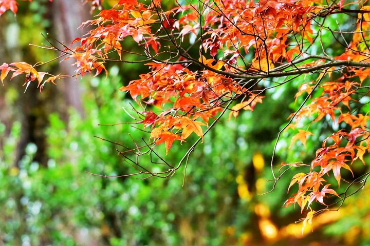 大雪山第一波楓紅報到 正是跟「楓」好時機