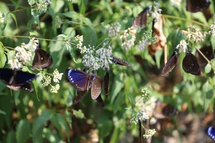 ▲每年11月至隔年2月至茂林旅遊，可一睹紫斑蝶越冬奇景。　圖：交通部觀光署茂林國家風景區管理處／提供