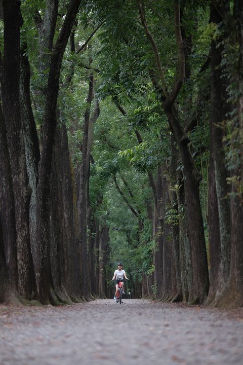 ▲新威森林公園桃花心木林道。　圖：交通部觀光署茂林國家風景區管理處／提供