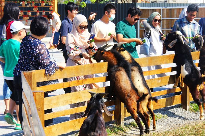 ▲鹿ㄦ島水豚生態園區除了可與水豚近距離互動，還有許多可愛動物。　圖：大鵬灣國家風景區管理處／提供