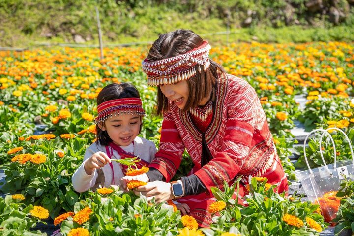 尖石鄉那羅部落種植金盞花，那羅灣休閒農業發展協會的遊程獲選第一名。　圖：新竹縣政府交通旅遊處／提供