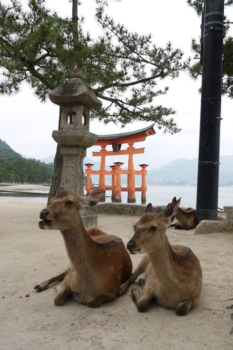 ▲嚴島神社境內悠然自得的小鹿。　圖：徐意雯／攝影