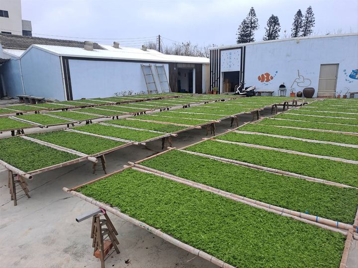 ▲澎湖綠金識海菜。　圖：澎湖國家風景區管理處／提供