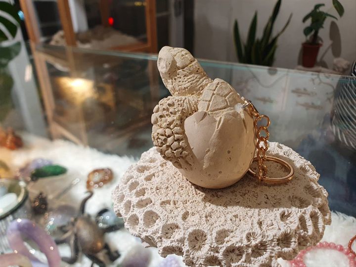 ▲蚵殼珊瑚海龜帶著走。　圖：澎湖國家風景區管理處／提供