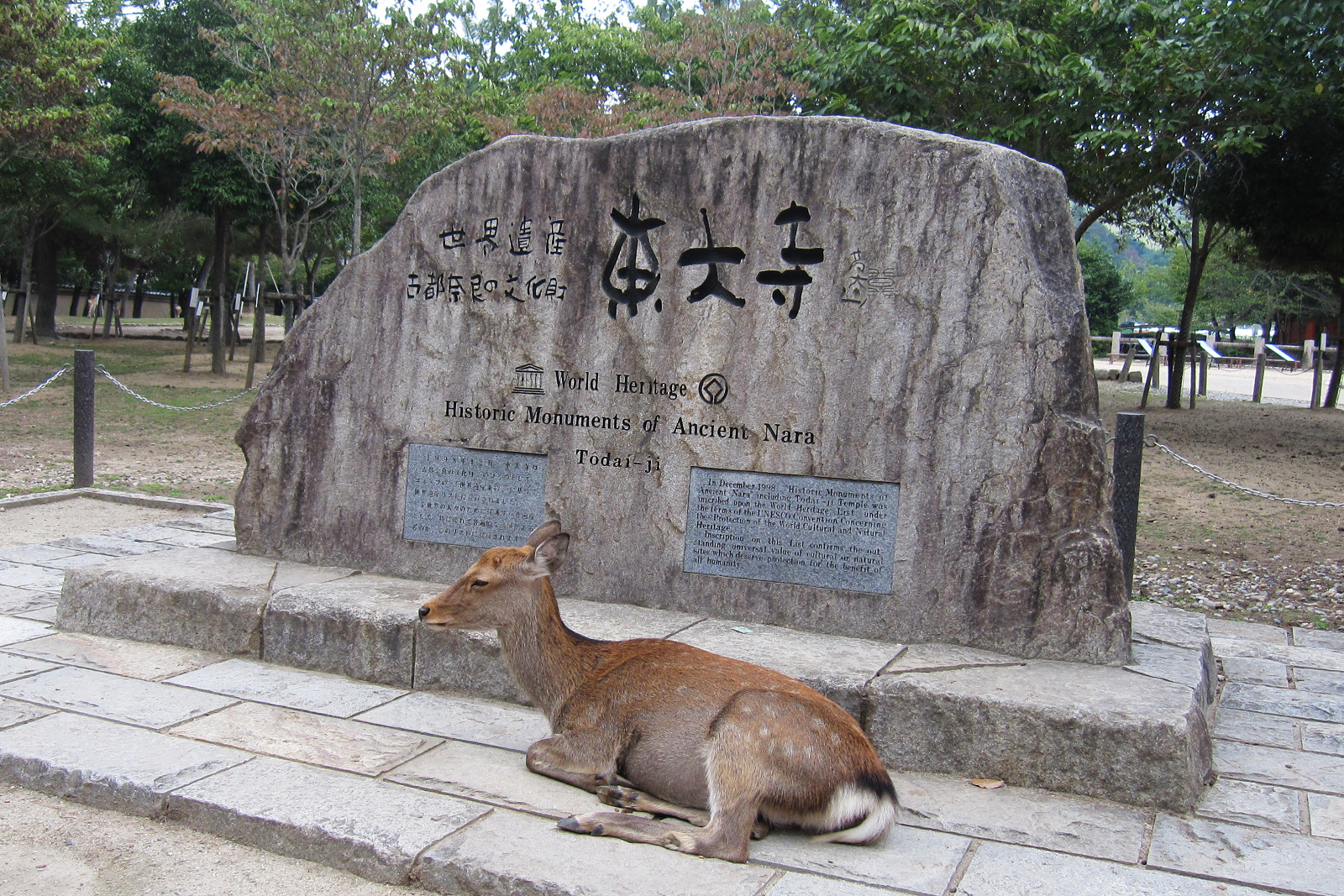 在東大寺石碑前休憩的奈良小鹿。　圖：徐意雯／攝影
