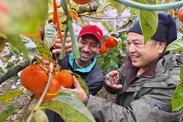 梨山、谷關四季好遊，還有新鮮的採果體驗，大啖美味水果。　圖：參山國家風景區管理處／提供  