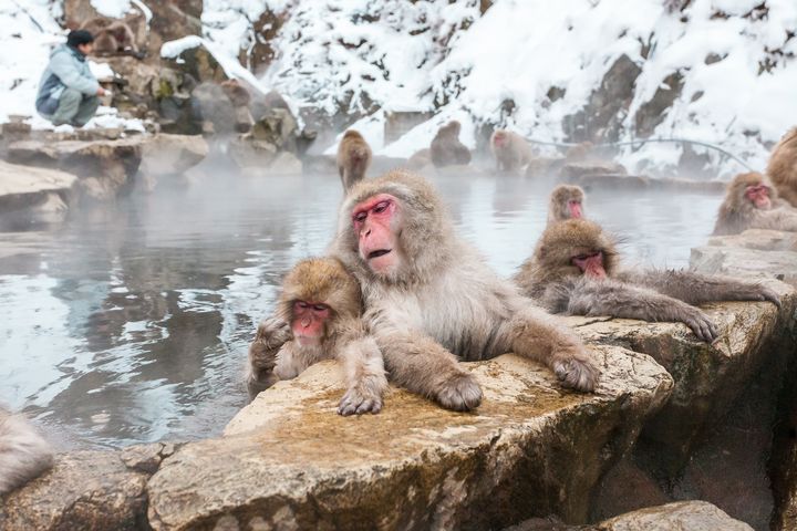 ▲函館冬季限定奇景—猴子泡湯。　圖：喜鴻假期／提供