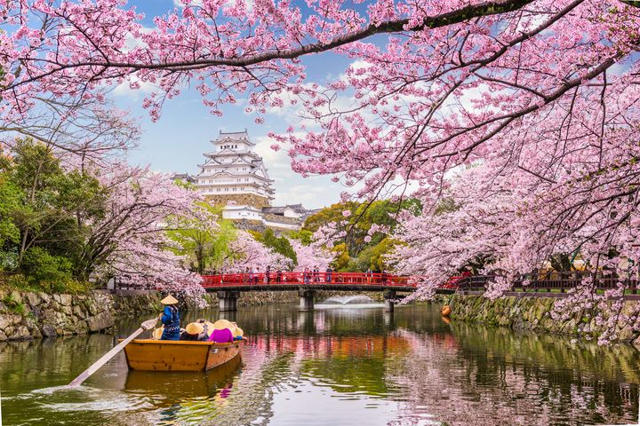 春遊日本，別錯過與櫻花來場浪漫相遇。　圖：shutterstock／來源 