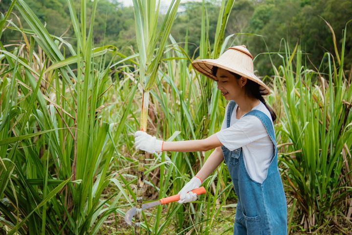 ▲遊客有機會可以體驗採甘蔗。　圖：台灣休閒農業發展協會／提供