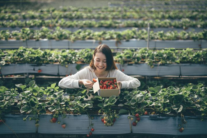 碩美的草莓引人垂涎。　圖：台灣休閒農業發展協會／提供