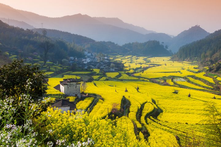▲江西婺源油菜花季將於三月上旬展開。　圖：鳳凰旅遊／提供