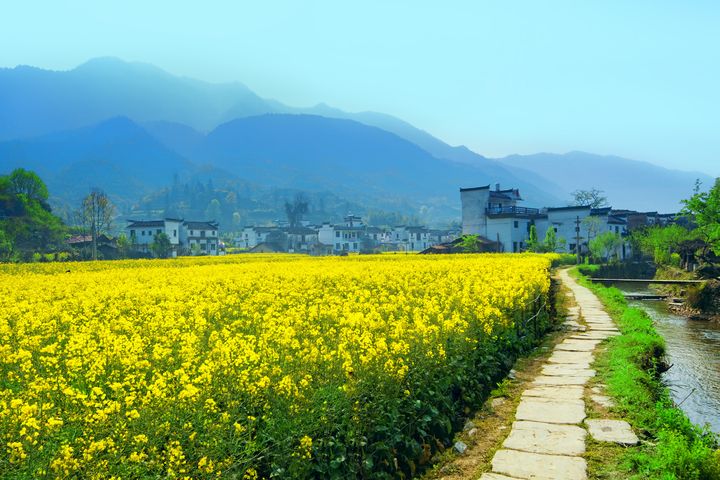 江西婺源春季油菜花開美景。　圖：shutterstock／來源 