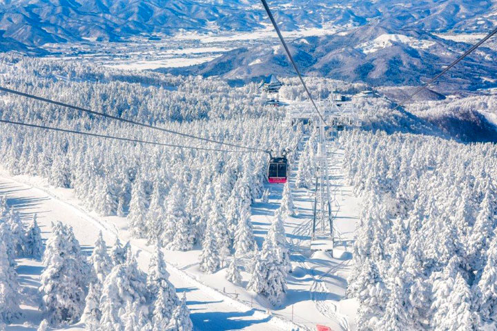 ▲搭乘纜車欣賞千奇百樣白色雪怪樹冰，棉花糖般的樹冰在陽光照射下，可見閃閃發亮的冰晶。　圖：JR TIMES／提供