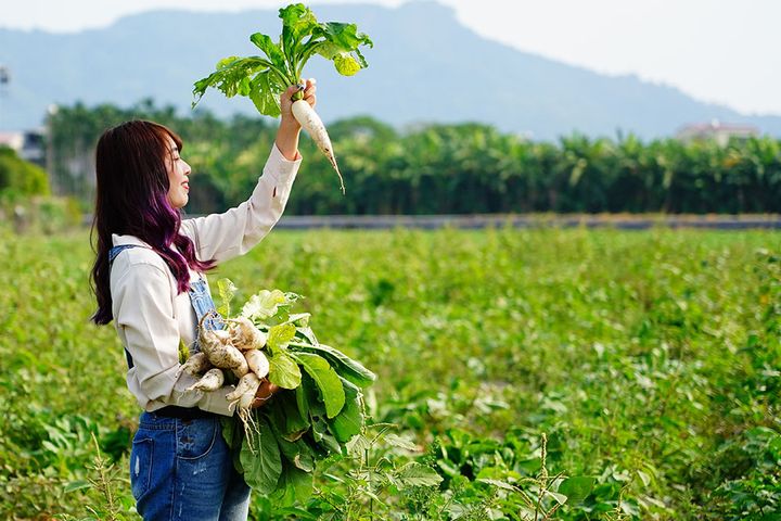 旗山糖廠－下田採收農事體驗。　圖：茂林國家風景區管理處／提供